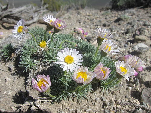 Erigeron compactus